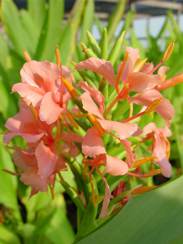 Alternative view of 4 Plant, Lg. Hedychium Ginger Plant Mix (hedychium sp)