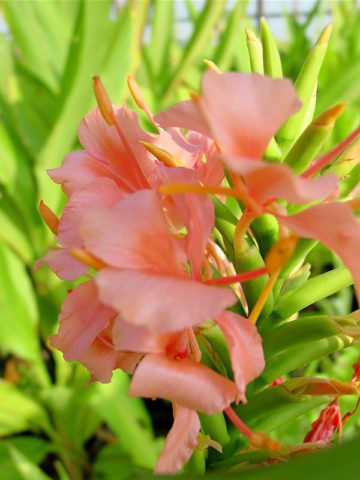 Alternative view of Lg. Elizabeth Pink Butterfly Ginger Plant (hedychium sp)