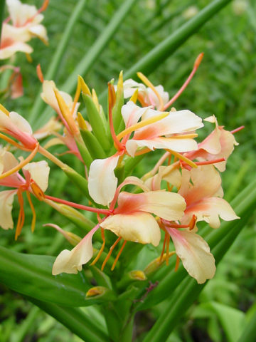 Alternative view of Lg. Kewensis Butterfly Ginger Plant (hedychium sp)