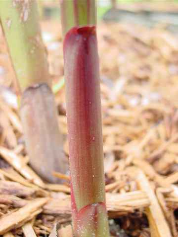 Alternative view of Lg. King Kong Butterfly Ginger Plant (hedychium sp)