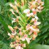 Lg. Pink V Butterfly Ginger Plant (hedychium sp)