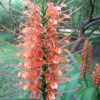 Lg. Raffle Butterfly Ginger Plant (hedychium sp)