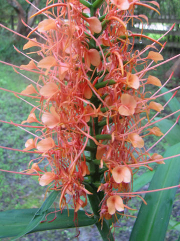 Alternative view of Lg. Raffle Butterfly Ginger Plant (hedychium sp)