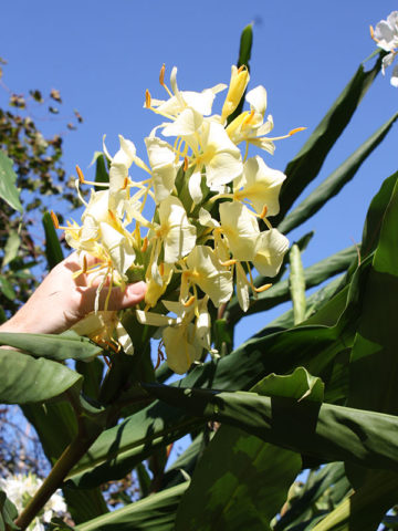 Alternative view of Lg. Limon Gigante Butterfly Ginger Plant (hedychium sp)