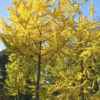 Ginkgo Maidenhair Tree (ginkgo biloba)