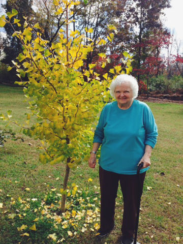 Alternative view of Ginkgo Maidenhair Tree (ginkgo biloba)