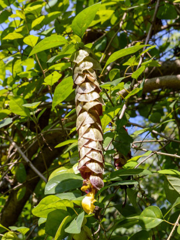 Alternative view of Parrots Beak Bush (gmelina philippensis)