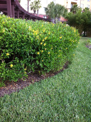 Alternative view of Golden Thryallis Bush (galphimia glauca)