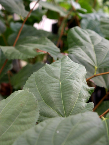 Alternative view of Phalsa Sherbet Berry Bush (grewia asiatica)