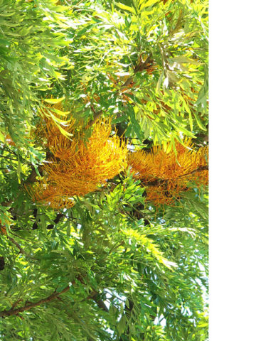 Alternative view of Tropical Silky Oak Tree (grevillea robusta)