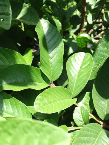 Alternative view of Bestonia Hardy White Guava Tree (psidium guajava)