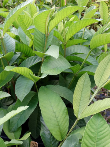 Alternative view of Barbie Pink Large Guava Tree (psidium guajava)
