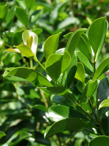 Alternative view of Strawberry Guava Tree (psidium littorale)