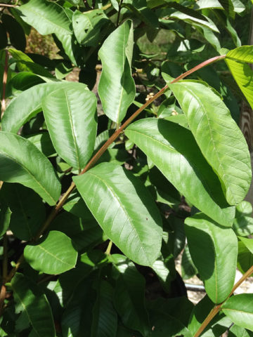 Alternative view of Emperor Sweet Crisp Guava Tree (psidium guajava)