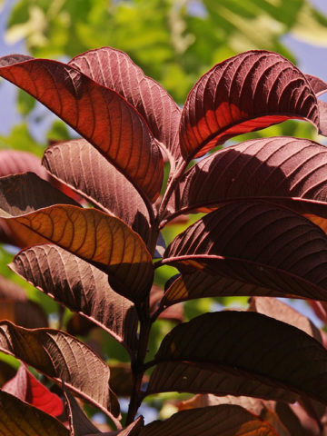 Alternative view of Malaysian Red Guava Tree (psidium guajava)