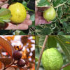 4 Plant, Tropical Guava Tree Mix (psidium guajava)