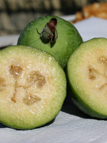 Alternative view of Pineapple Guava Tree (feijoa sellowiana)