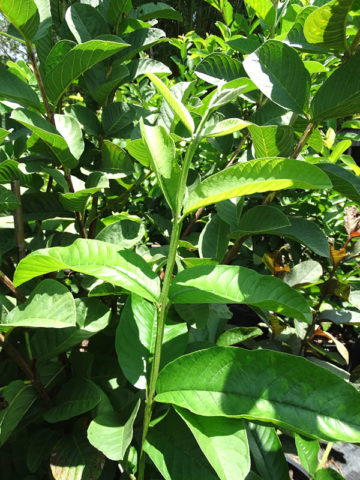 Alternative view of Sweet Pink Tikal Guava Tree (psidium guajava)