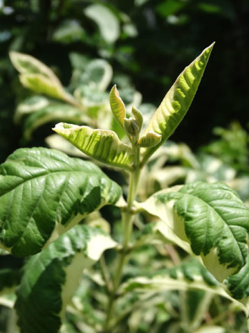 Alternative view of Variegated Thai Pink Guava Tree (psidium guajava)
