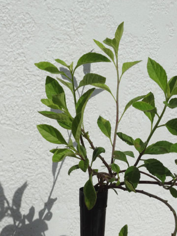 Alternative view of Longevity Spinach Plant (gynura procubens)