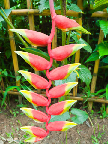 Alternative view of 4 Plant Tropical Heliconia Mix (heliconia)