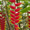 Pendant Lobster Claw Plant (heliconia rostrata)
