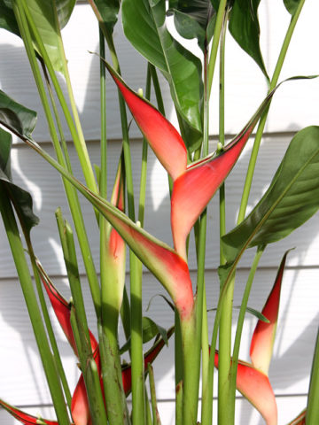 Alternative view of Upright Dwarf Jamaican Lobster Claw Plant (heliconia stricta)