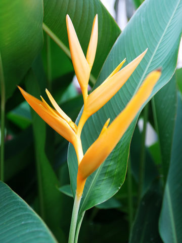 Alternative view of Golden Swan Pendant Lobster Claw Plant (heliconia marginata)