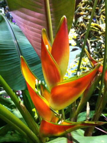 Alternative view of Red Leaf Rojo Lobster Claw Plant (heliconia sharonii)