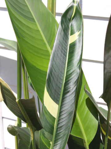 Alternative view of Golden Giant Variegated Lobster Claw Plant (heliconia thai hyb.)