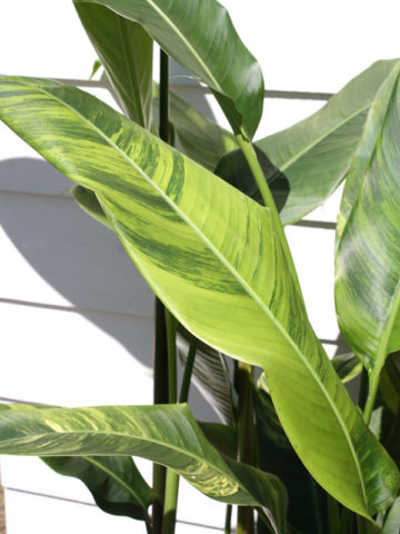 Alternative view of Lime Leaf Variegated Red Torch Lobster Claw Plant (heliconia thai hyb.)