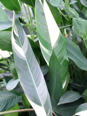 Alternative view of Variegated Petite Hot Lava Parrot's Beak Plant (heliconia psittacorum)