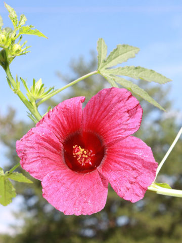 Alternative view of October Rose Hibiscus Bush (hibiscus radiatus)