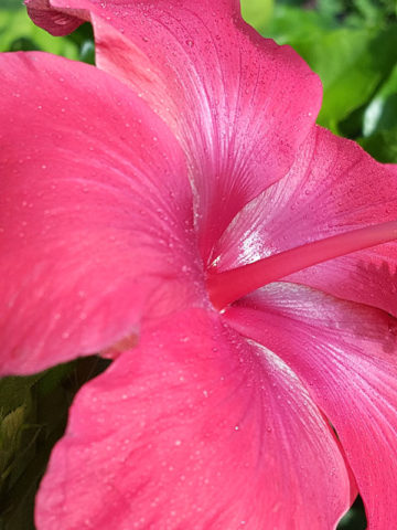 Alternative view of Hibiscus Brilliant Red Bushe (h.rosa-sinensis)