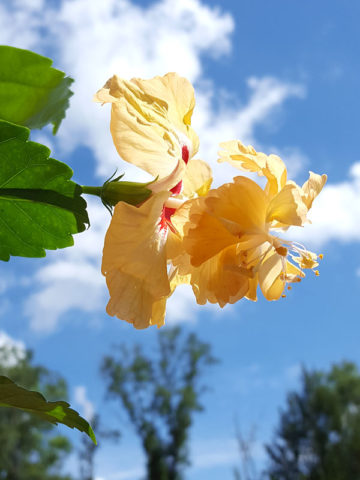 Alternative view of Golden Poodle El Capitolio (h.rosa-sinensis)
