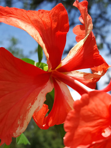 Alternative view of Red Poodle Hibiscus El Capitolio (h.rosa-sinensis)