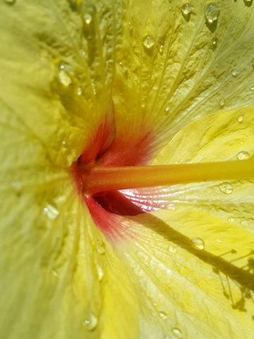 Alternative view of Hibiscus Hula Girl Bush (h.rosa-sinensis)