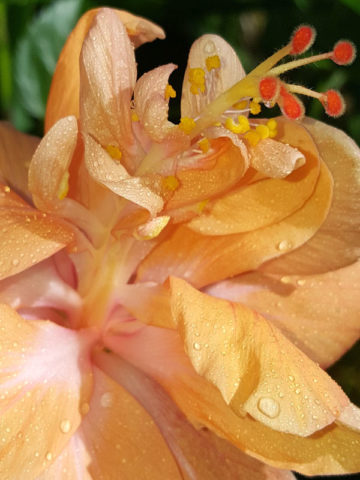 Alternative view of Hibiscus Joanne Double Orange Bush (h.rosa-sinensis)