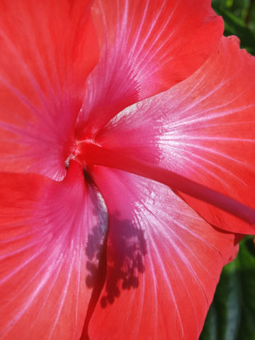 Alternative view of Hibiscus President Red Bush (h.rosa-sinensis)