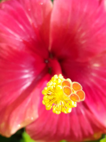 Alternative view of Hibiscus Red/Yellow Bush (h.rosa-sinensis)