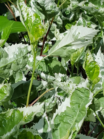 Alternative view of Hibiscus Snow Queen Bush (h.rosa-sinensis)