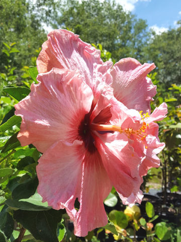 Alternative view of Hibiscus Giant Pink Poodle (h.rosa-sinensis)