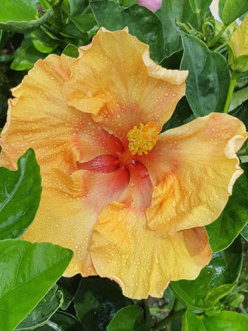 Alternative view of Hibiscus Sunshine (h.rosa-sinensis)