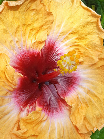 Alternative view of Hibiscus Sunset (h.rosa-sinensis)