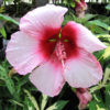 Lady Baltimore Rose Mallow Hibiscus Bush (hibiscus moscheutos)