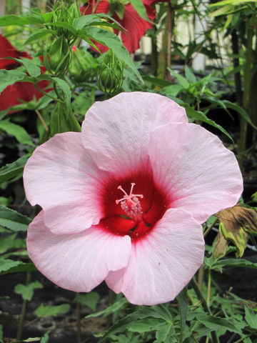 Lady Baltimore Rose Mallow Hibiscus Bush (hibiscus moscheutos) – Urban ...