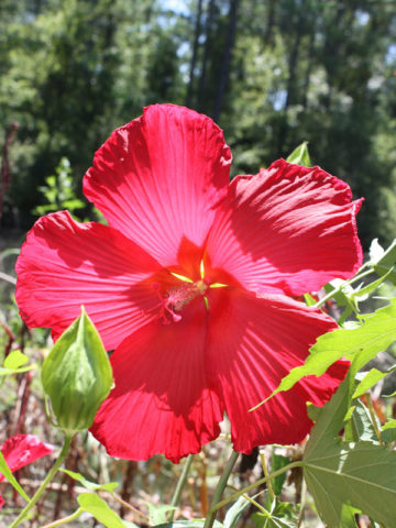 Alternative view of Lord Baltimore Rose Mallow Hibiscus Bush (hibiscus moscheutos)red,