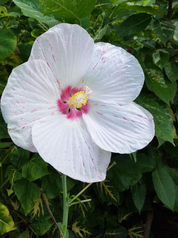 Alternative view of Peppermint Flare (hibiscus moscheutos)