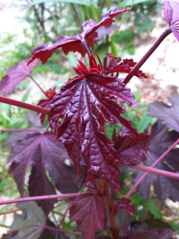 Alternative view of Cranberry Tea Plant (hibiscus acetosella)
