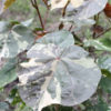 Tricolor Hibiscus Shrub (tiliaceus mahoe)